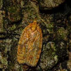 Agonopterix robiniella
