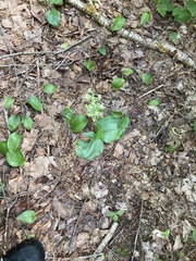 Platanthera orbiculata