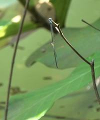 Pseudagrion microcephalum