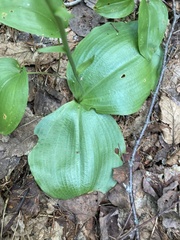 Platanthera orbiculata