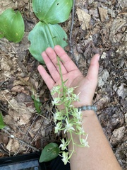 Platanthera orbiculata