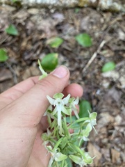 Platanthera orbiculata