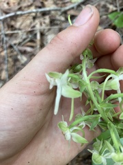 Platanthera orbiculata