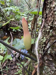 Philodendron quinquenervium