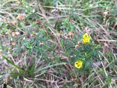 Potentilla argentea