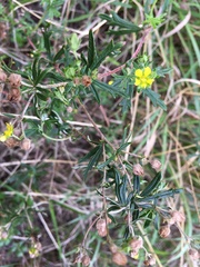 Potentilla argentea