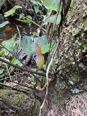 Philodendron quinquenervium