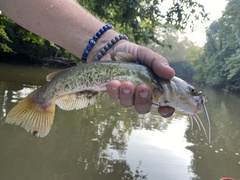 Ameiurus platycephalus