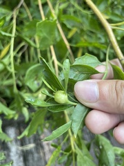 Neolasioptera lathami