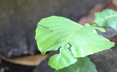 Pseudagrion microcephalum