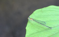 Pseudagrion microcephalum