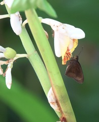 Ancistroides nigrita
