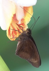Ancistroides nigrita