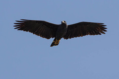 Great Black Hawk photo 4