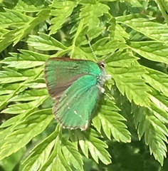 Callophrys viridis