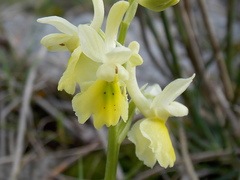 Orchis pauciflora