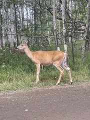 Odocoileus virginianus