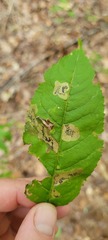 Stigmella slingerlandella