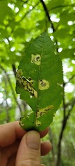 Stigmella slingerlandella
