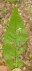 Stigmella slingerlandella