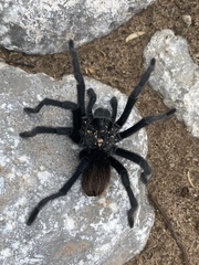 Aphonopelma gabeli