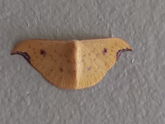 Tridrepana lunulata