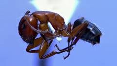 Camponotus discolor