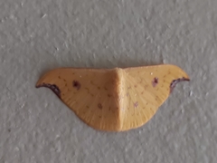 Tridrepana lunulata