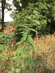 Urtica dioica