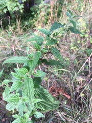 Urtica dioica