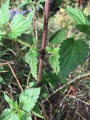 Urtica dioica