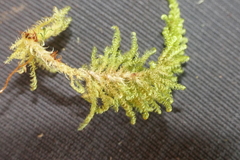 Ctenidium molluscum