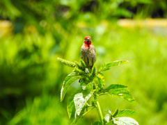 Haemorhous mexicanus