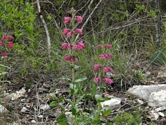 Penstemon triflorus