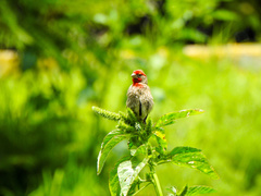 Haemorhous mexicanus