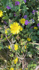 Helminthotheca echioides