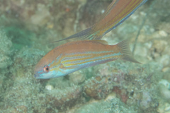 Paracheilinus filamentosus