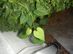 Ipomoea tricolor