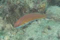 Paracheilinus filamentosus