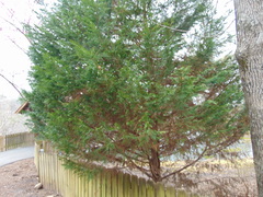 Cupressus × leylandii