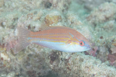 Paracheilinus filamentosus