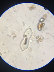 Surirella librile