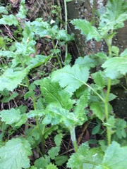 Phacelia malvifolia