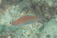 Paracheilinus filamentosus