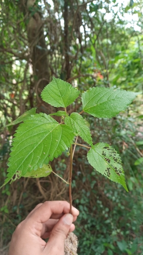 Image of Laportea interrupta by (c) R K, some rights reserved (CC BY)