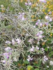 Matthiola sinuata