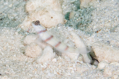 Amblyeleotris steinitzi