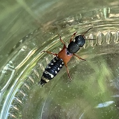 Platydracus stercorarius
