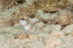 Amblyeleotris steinitzi