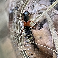 Platydracus stercorarius
